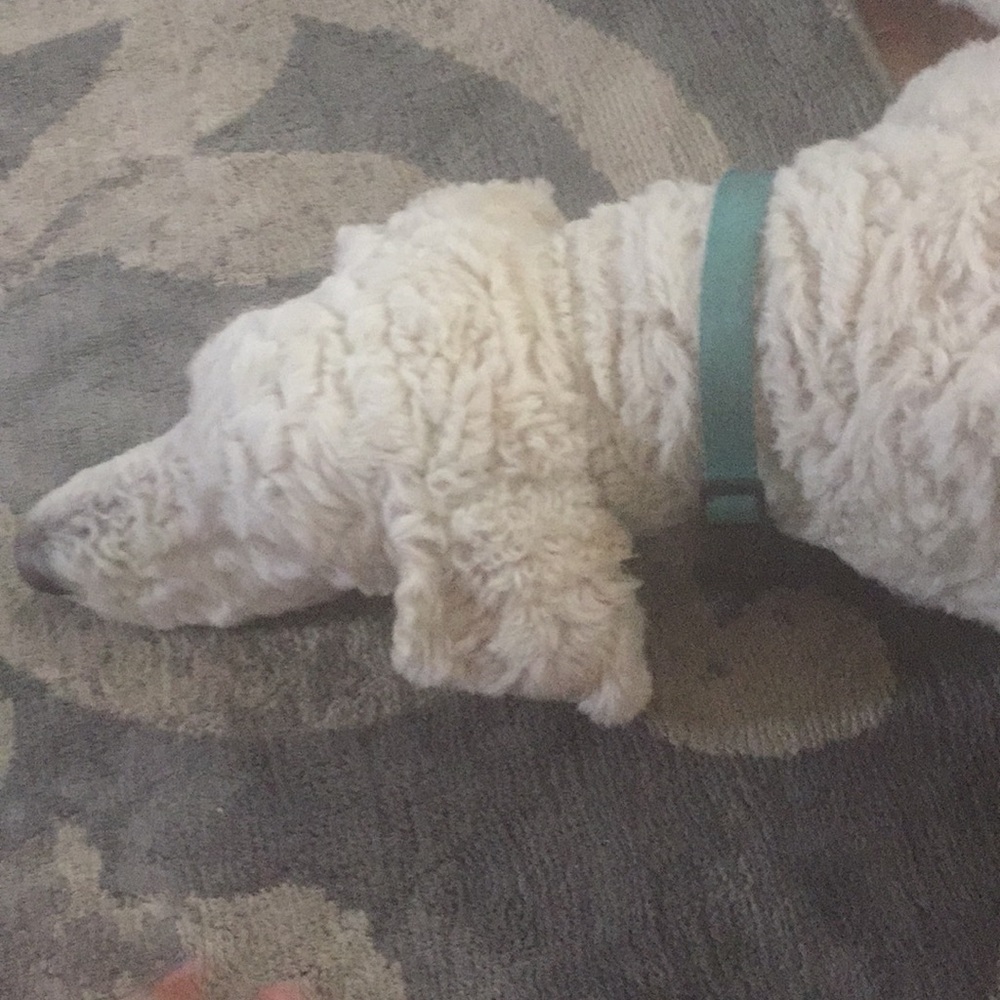 Meet your Posher, Grace